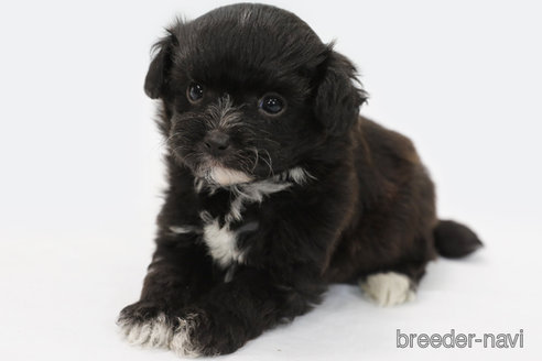 成約済の神奈川県のミックス犬-301726の3枚目